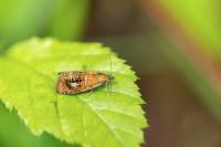 Olethreutes arcuella
