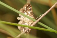 Elophila nymphaeata