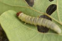 Diurnea lipsiella