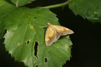 Evergestis limbata