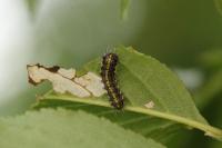 Aglaope infausta