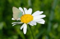 Callophrys rubi