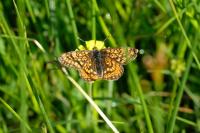 Euphydryas aurinia