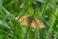 Euphydryas aurinia