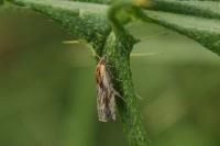 Eucosma