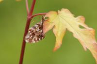 Boloria dia