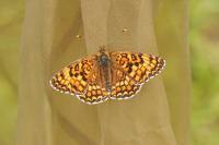Melitaea phoebe