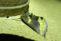 Diachrysia chrysitis