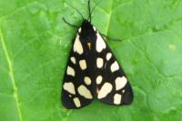 Arctia villica