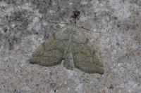 Pechipogo strigilata