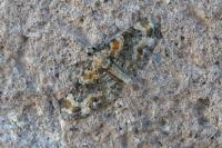 Eupithecia pulchellata