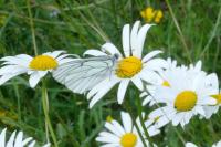 Aporia crataegi