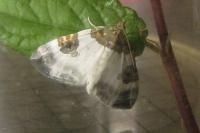 Plemyria rubiginata
