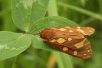 Arctia testudinaria