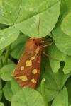 Arctia testudinaria
