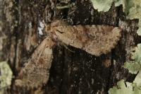 Apamea sordens