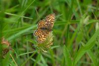 Melitaea athalia
