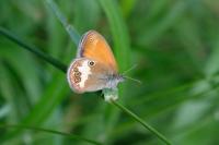 Coenonympha arcania