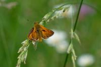 Ochlodes sylvanus