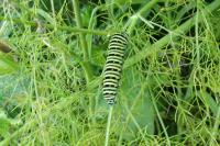 Papilio machaon