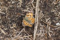 Vanessa cardui