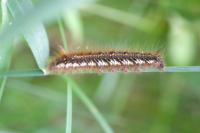 Euthrix potatoria