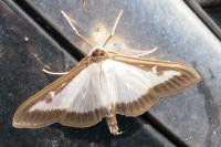 Cydalima perspectalis