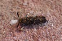 Ochsenheimeria taurella