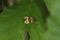 Orthotaenia undulana
