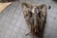 Lacanobia thalassina