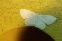 Scopula floslactata
