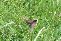 Zygaena trifolii