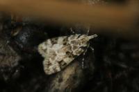 Eudonia delunella