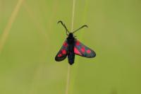 Zygaena trifolii