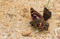 Apatura ilia