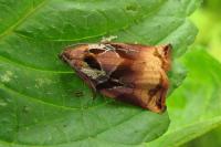 Archips podana