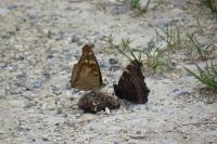 Apatura ilia