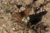Melitaea didyma