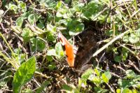 Aglais io