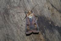 Diarsia brunnea