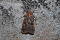 Diarsia brunnea