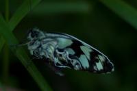 Melanargia galathea