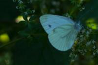 Pieris napi