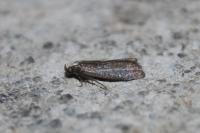 Salebriopsis albicilla