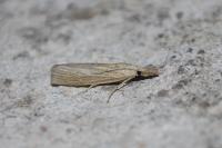 Pediasia luteella