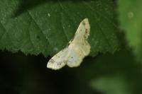 Idaea trigeminata