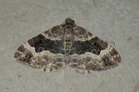 Xanthorhoe ferrugata