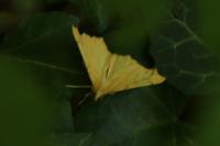 Ennomos quercinaria