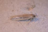 Limnaecia phragmitella