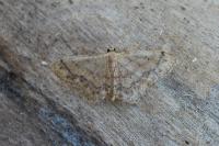 Idaea subsaturata
